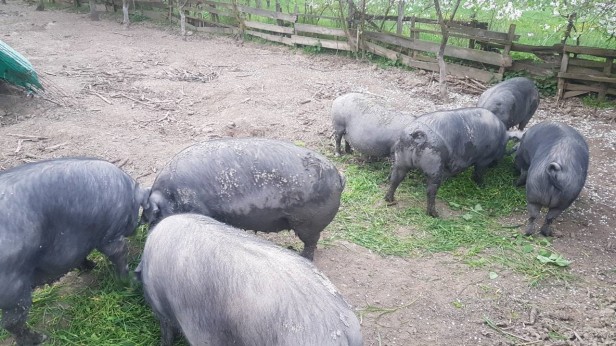 OPG Stipić iz Jastrebarskog: Projekt nabave opreme za uzgoj crne slavonske svinje; projekt financiran u cijelosti bespovratnom potporom iz Mjere 6.3., nacionalni natječaj 2018. i proveden do lipnja 2021.godine